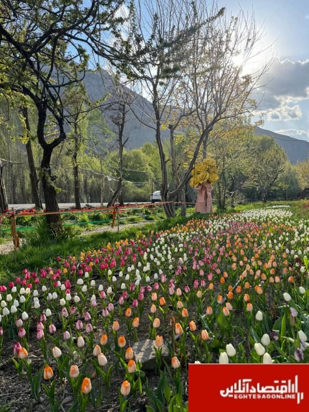 کوهپایه‌های البرز میزبان چهارمین «جشنواره گل ها» شد/۲۵۰ هزار شاخه گل هلندی زینتبخش جشنواره