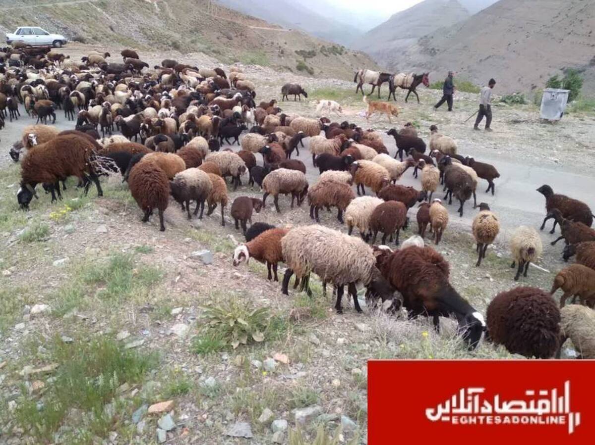 اخراج ۴۰۰ رأس دام غیرمجاز از مراتع ملی کرج/ دام‌ها ۹۳۰ میلیون تومان به منابعطبیعی خسارت زدند