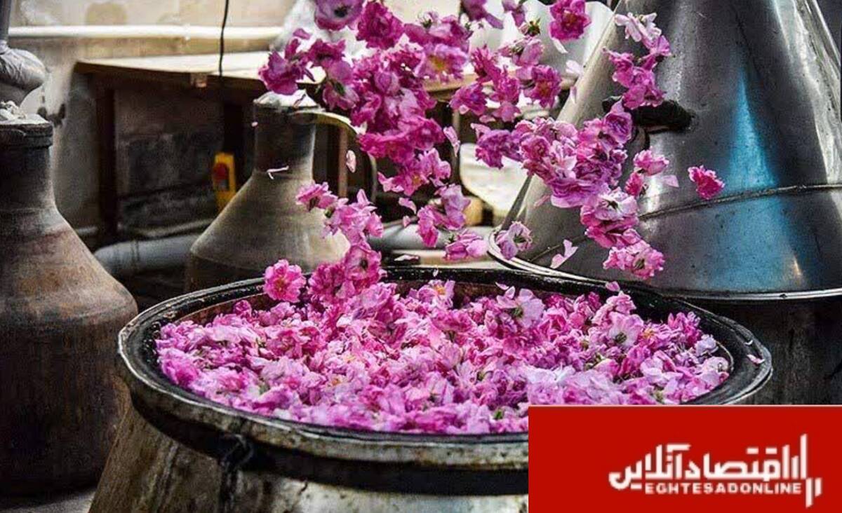 برگزاری جشنواره گلاب‌گیری در کرج/برپایی ۴۰ غرفه در سیاه چادر کرمانشاه