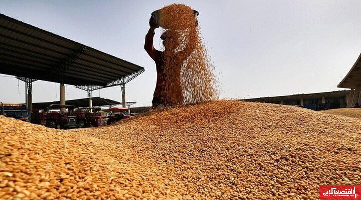 ۴۵ مرکز برای خرید تضمینی گندم در اصفهان فعال است/ واردات ۷۰ هزار تن گندم بهاستان