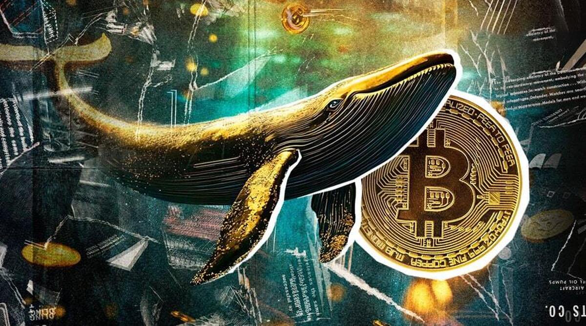 تحرکات مشکوک نهنگ‌ها پیش از ضیافت شام ترامپ؛ حواستان به این ۳ توکن باشد!