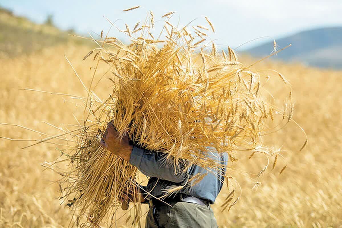 سیل عظیم گندم به کشور رسید