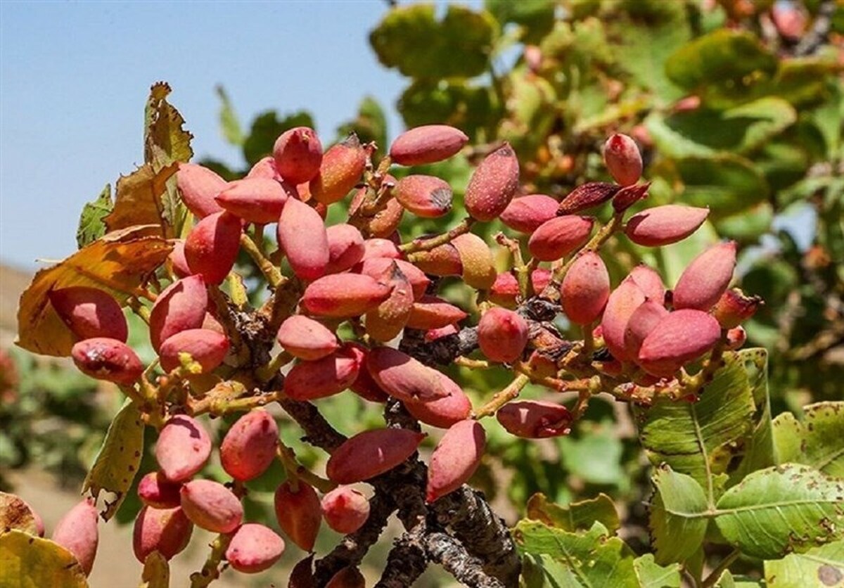ایران چقدر پسته در سال صادر می‌کند؟