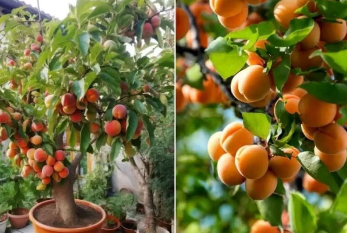 آموزش نگهداری و زمان کاشت هسته زردآلو