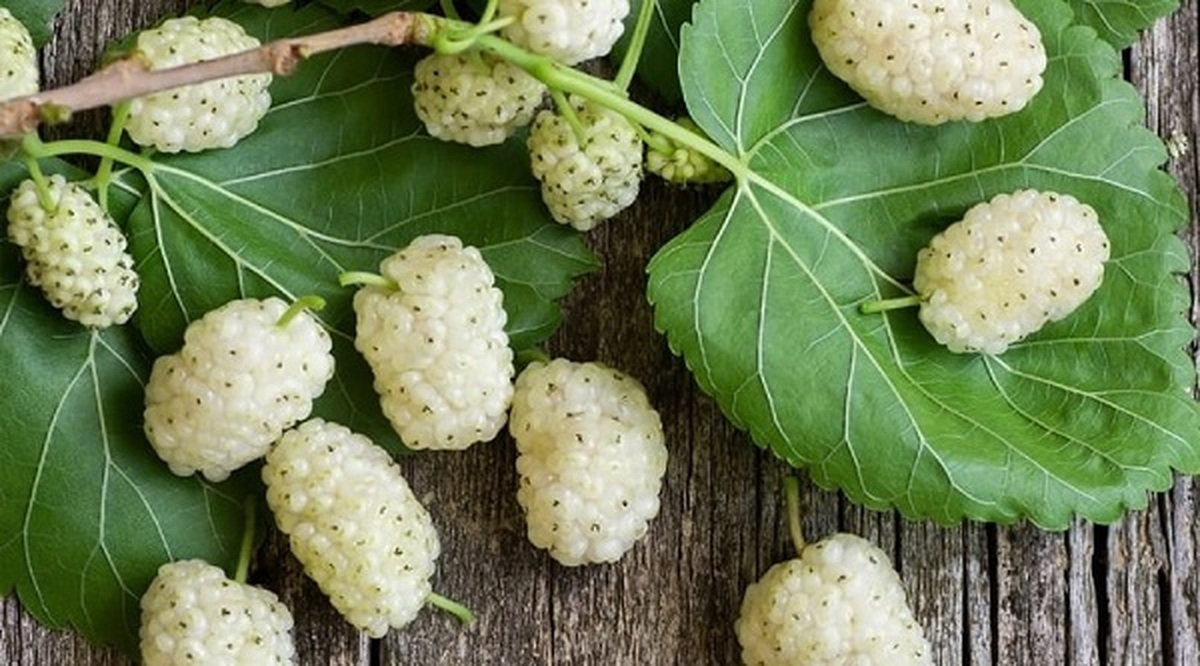 این میوه بهاری دیابت را کنترل و پوست را شفاف می‌کند