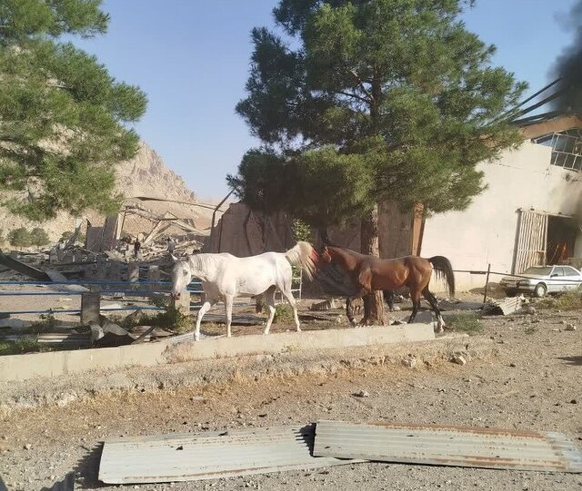 حمله کورکورانه رژیم صهیونیستی به ۲ اصطبل پرورش اسب در کرمانشاه