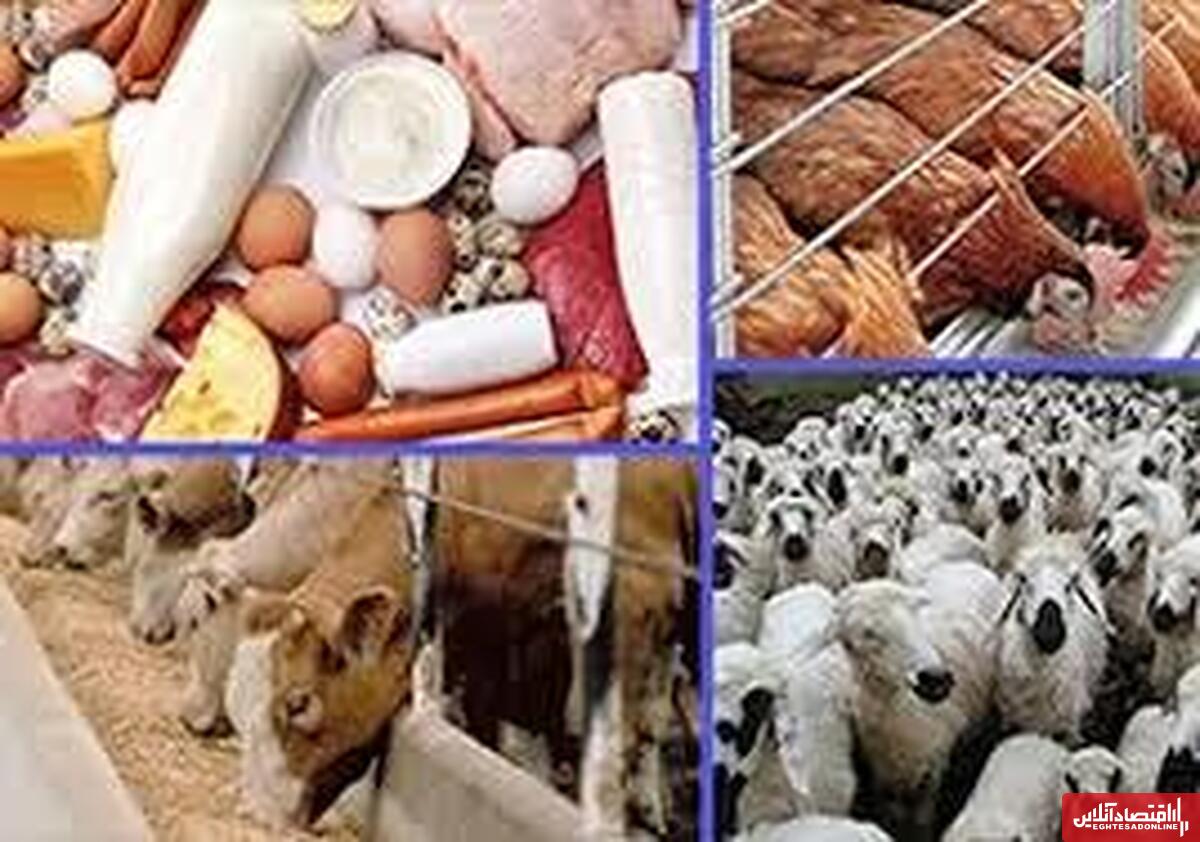 ۱۴ درصد محصولات دامی کشور در اصفهان تولید می‌شود